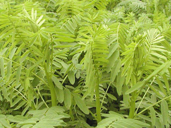 梅花鹿飼草有哪些，高產技巧有哪些