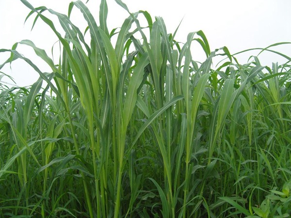 最高的飼草品種，如何種植護理