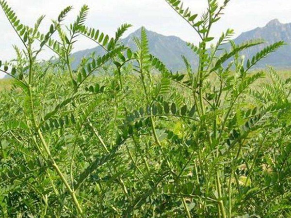 沙打旺和苜蓿草相比較，哪個(gè)更好