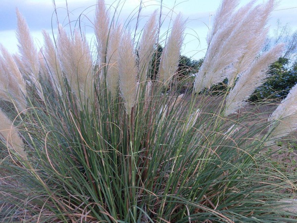 最高產(chǎn)飼草品種，養(yǎng)牛用哪種