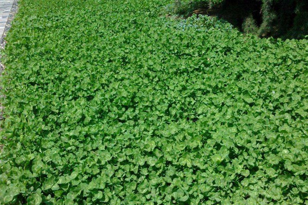 紅三葉的主要特點和栽培要點