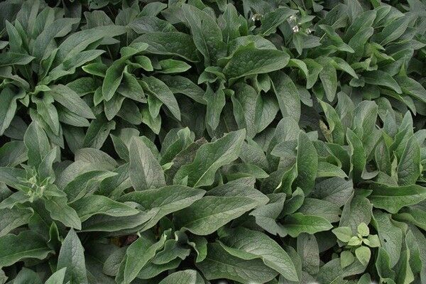 俄羅斯飼料菜的畝產量多少,如何高產 俄羅斯飼料菜的畝產量多少,如何高產