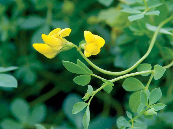 百脈根產(chǎn)量如何，怎樣提高畝產(chǎn)量