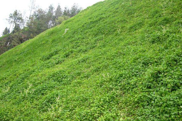牧草種植前景 常見牧草的栽培技術與管理