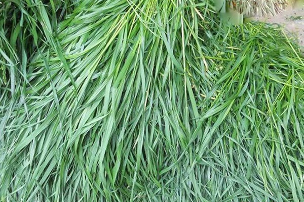 適合北方種植的牧草有哪些，怎么選擇