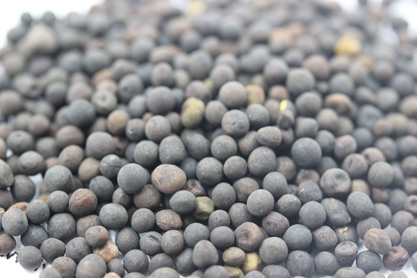 [光葉紫花苕]光葉紫花苕種子價格_種植方法