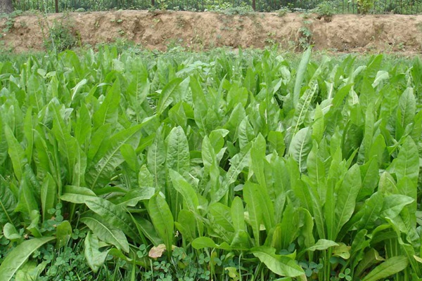 將軍菊苣 將軍菊苣