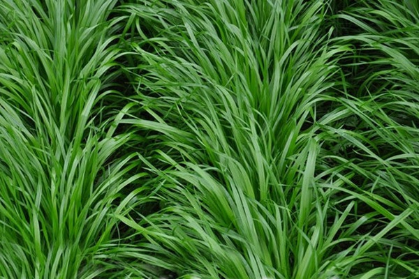 黑麥草 黑麥草