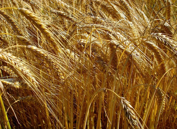 牧草大麥種子 牧草大麥種子