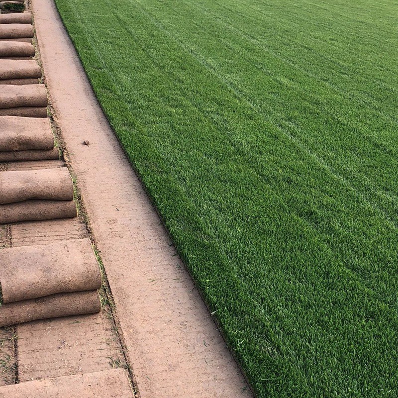 四季青草坪 四季青草坪