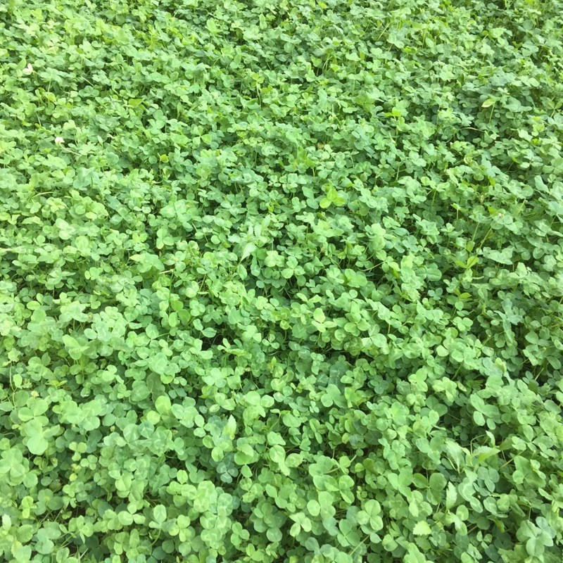 白三葉.jpg 白三葉.jpg