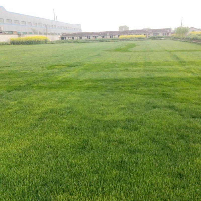 日本結(jié)縷草