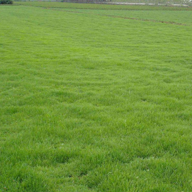 日本結(jié)縷草