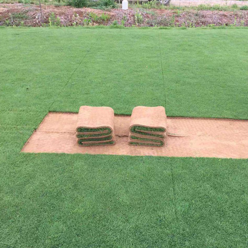 四季青草坪 四季青草坪