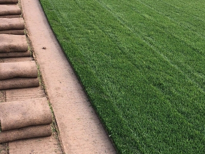 [四季青草坪]四季青草坪種子價格_圖片_種植方法