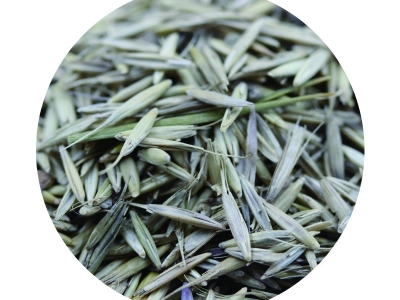 [披堿草]披堿草種子價格_圖片_種植方法