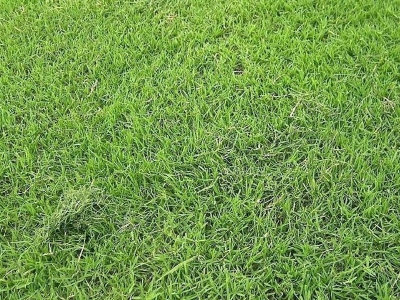 [臺灣草]臺灣草草坪種子價格_圖片_種植方法