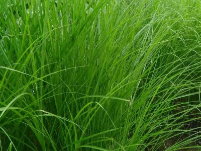 [細(xì)葉芒]觀賞草坪細(xì)葉芒種子價格_圖片_種植方法