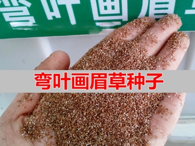 [彎葉畫眉草]彎葉畫眉草種子價格_圖片_種植方法