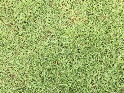 [夏威夷草]夏威夷草種子價格_圖片_種植方法