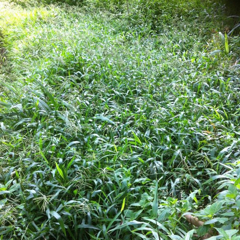 寬葉雀稗 寬葉雀稗