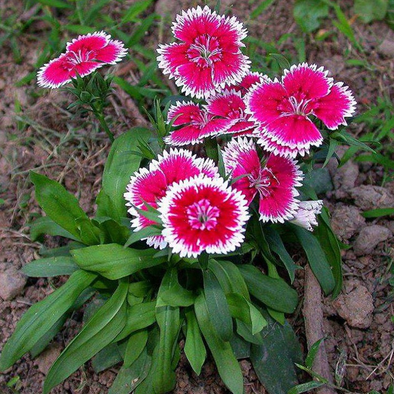 包衣五彩石竹 包衣五彩石竹
