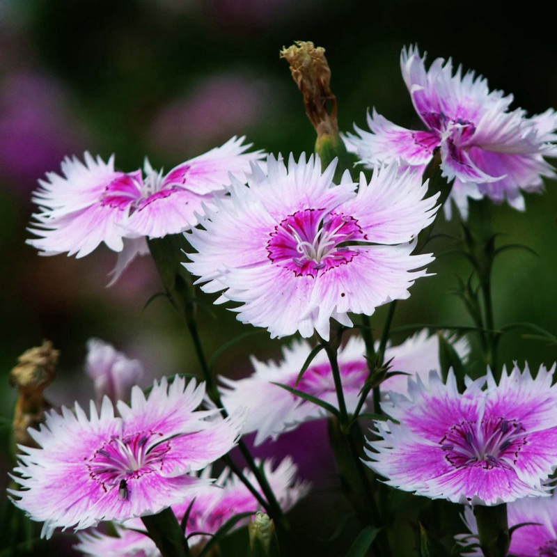 包衣五彩石竹 包衣五彩石竹