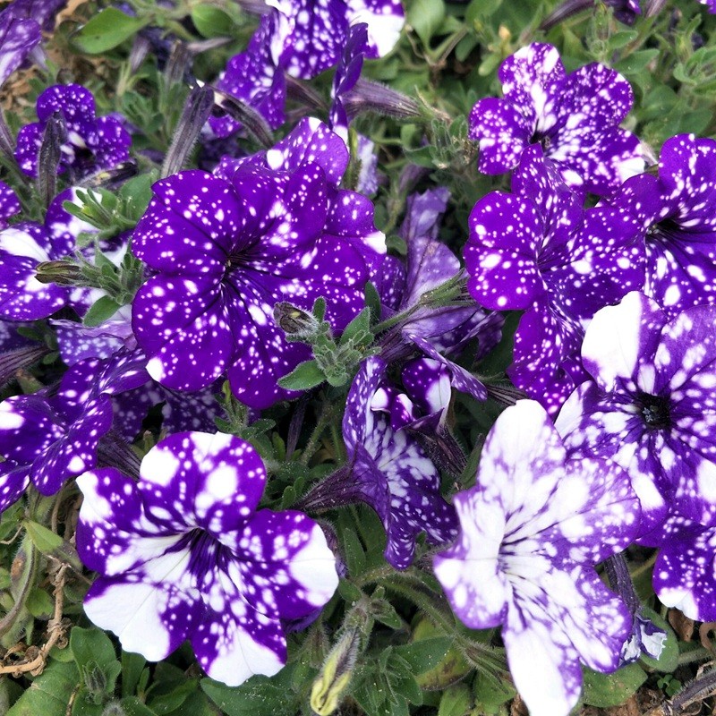 矮牽牛進(jìn)口