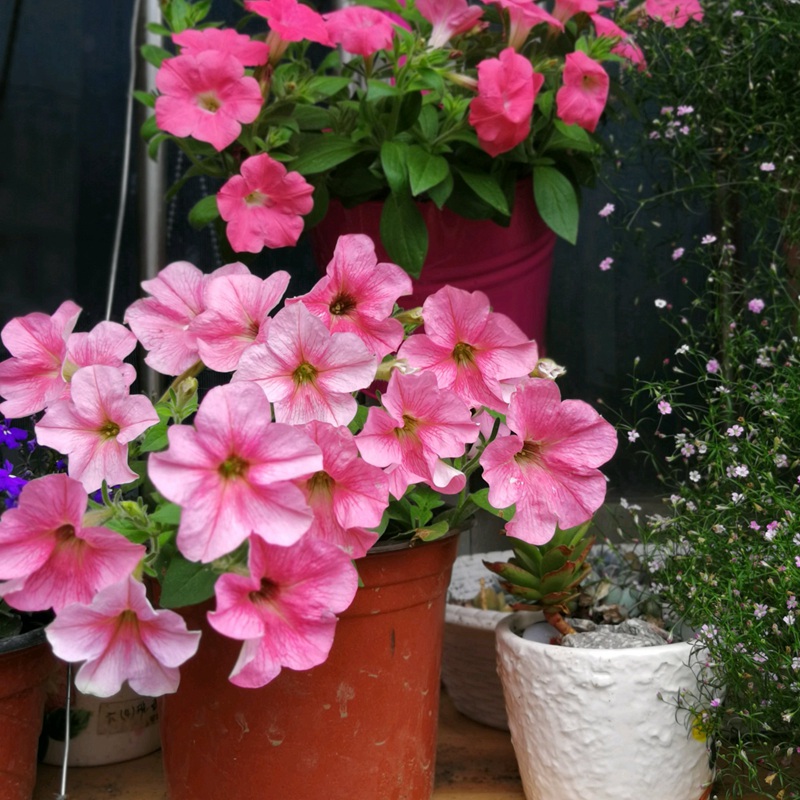 矮牽牛進(jìn)口