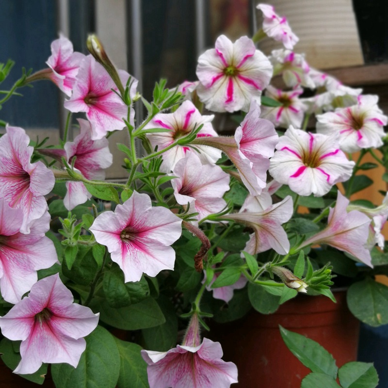 矮牽牛進(jìn)口