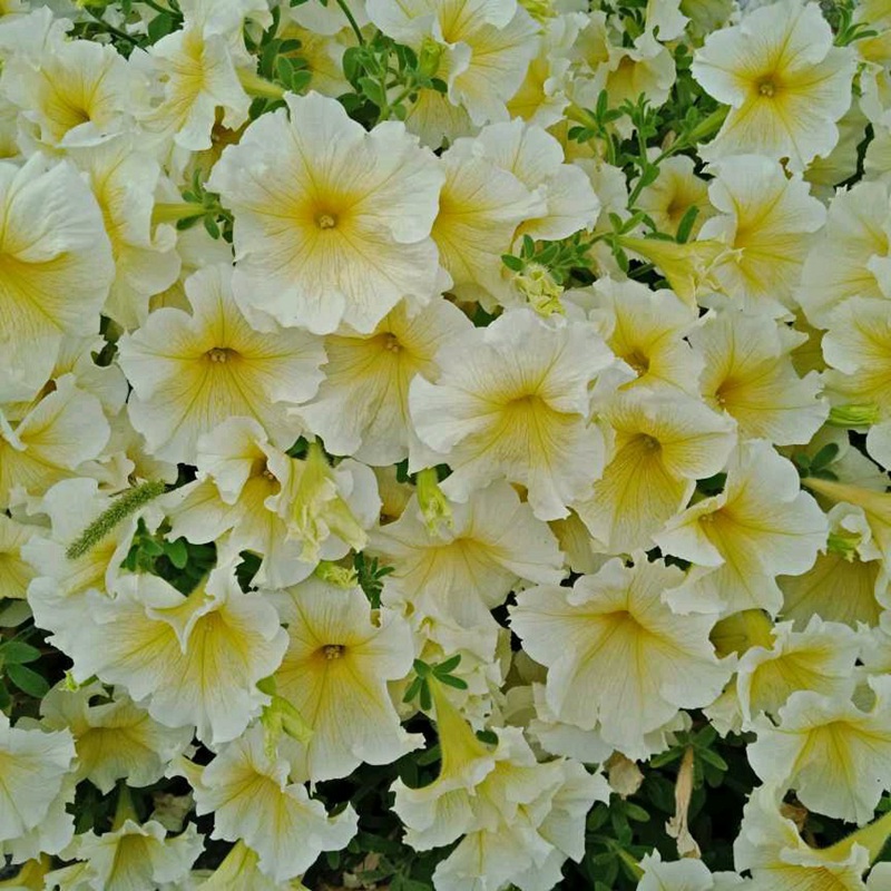 矮牽牛進(jìn)口