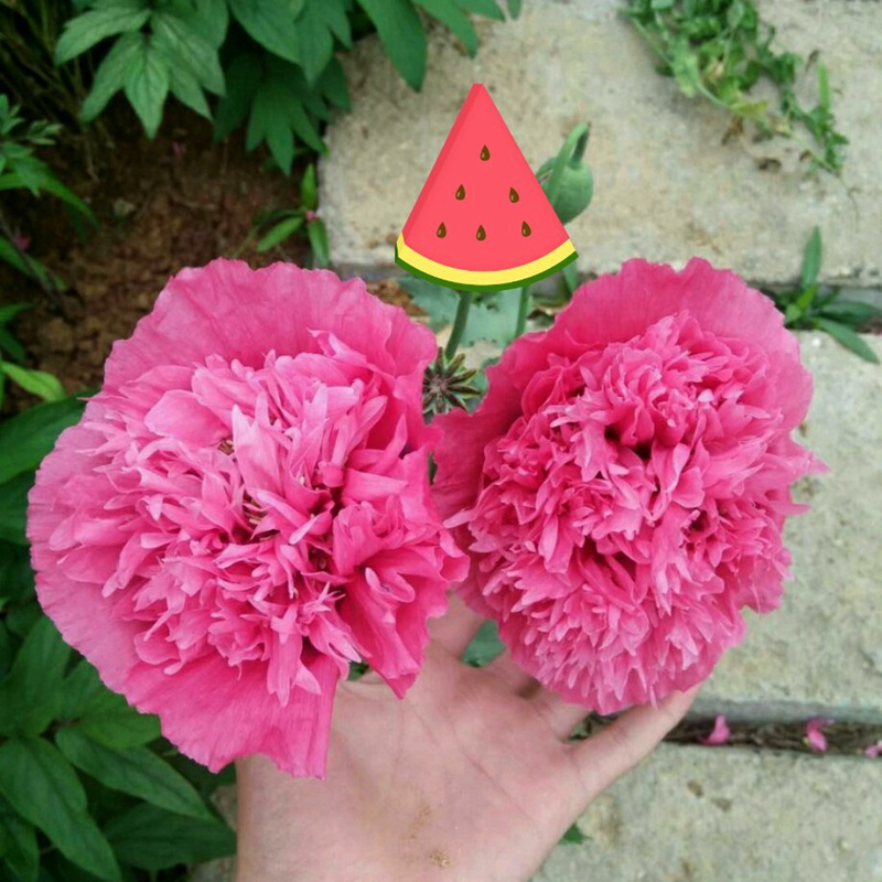 冰島虞美人 冰島虞美人