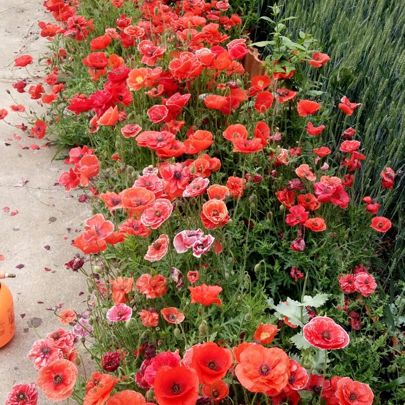 冰島虞美人 冰島虞美人