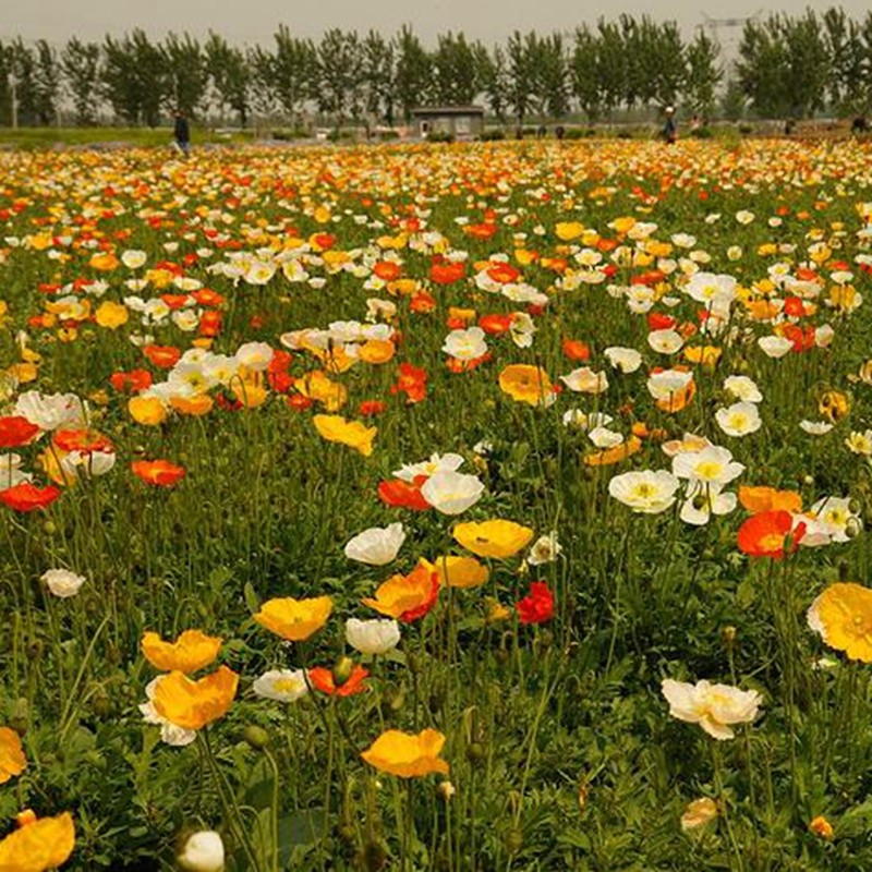 冰島虞美人 冰島虞美人