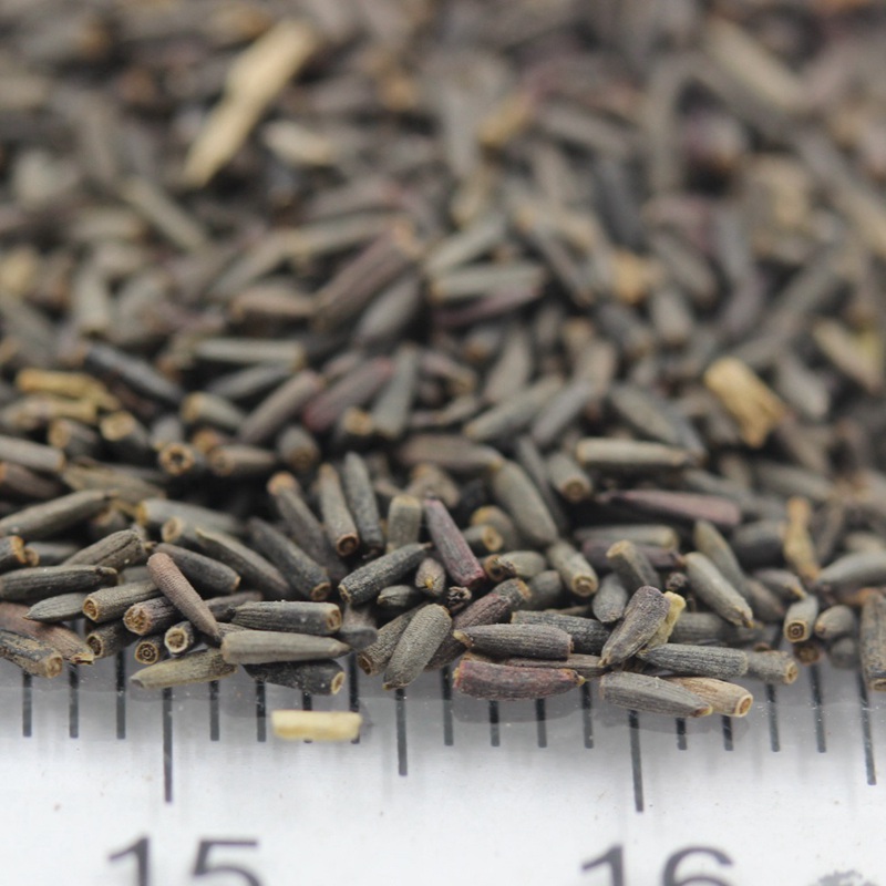 草原松果菊 草原松果菊