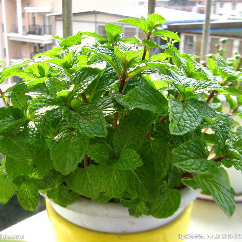薄荷 薄荷