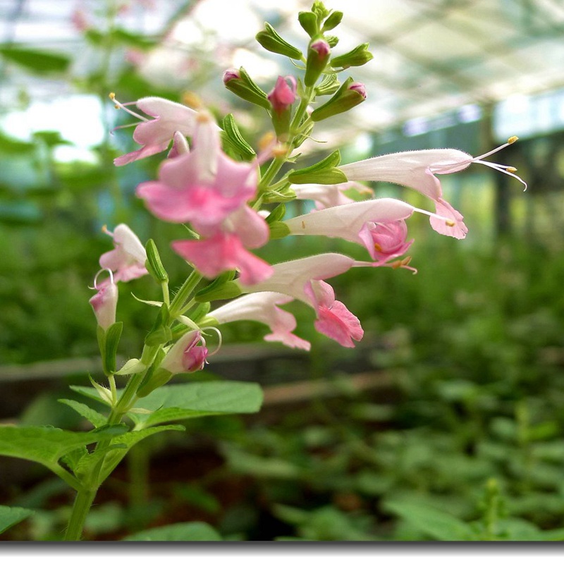粉萼鼠尾草 粉萼鼠尾草