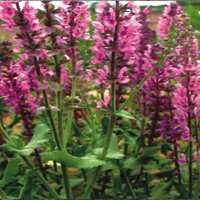 芳香鼠尾草 芳香鼠尾草