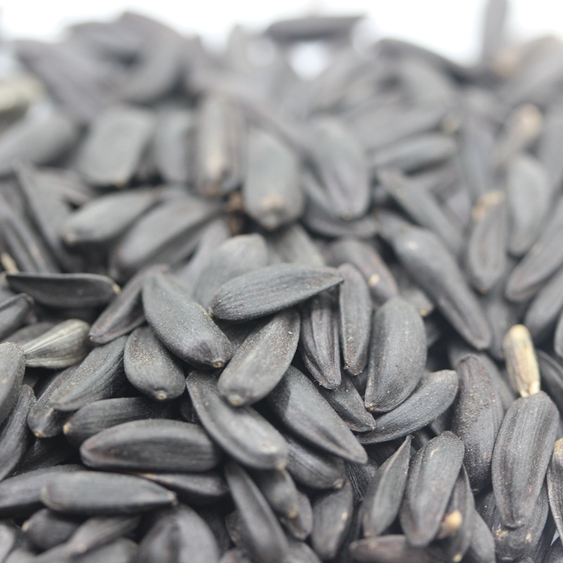 矮向日葵 矮向日葵