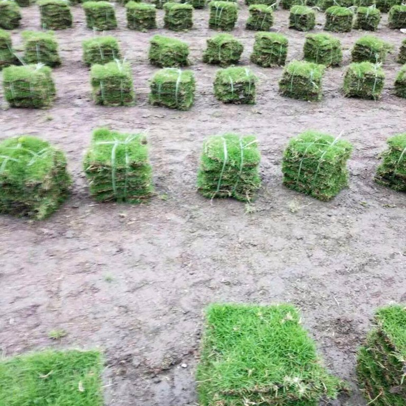 日本結(jié)縷草