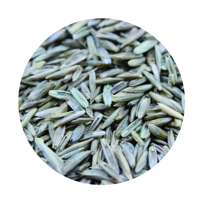 高羊茅.jpg 高羊茅.jpg