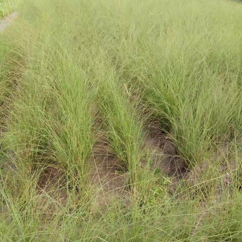 細葉芒 細葉芒