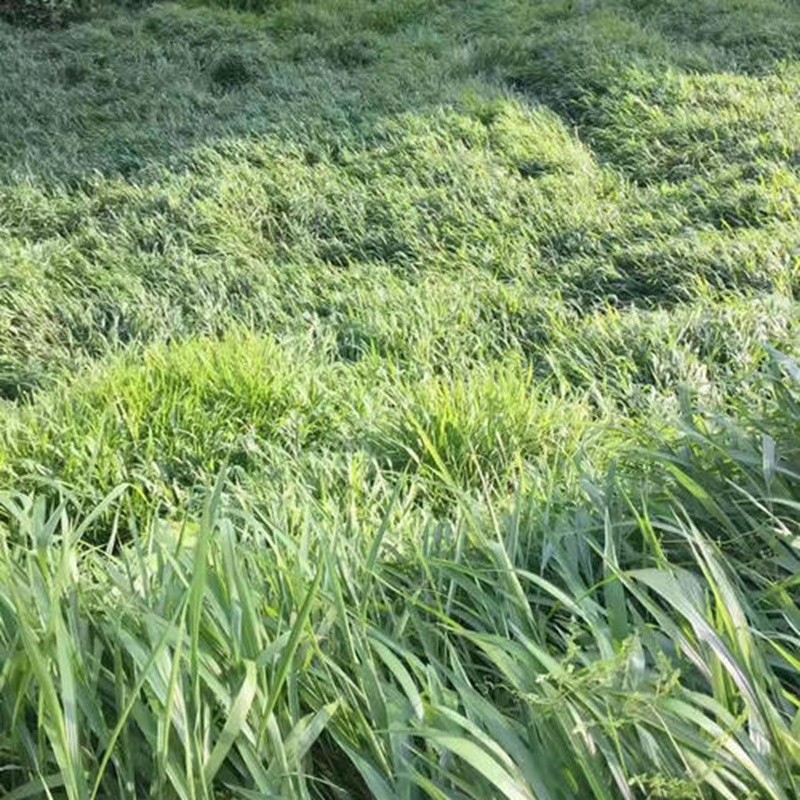 寬葉雀稗 寬葉雀稗