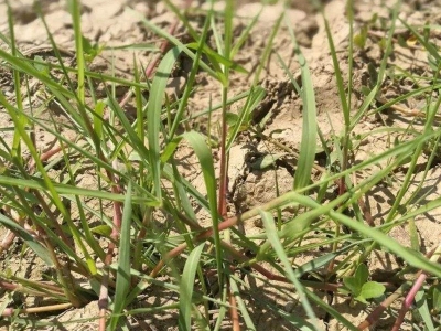 [寬葉雀稗]寬葉雀稗種子價格_播種方法_注意事項