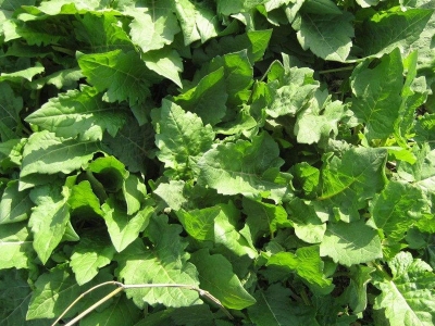 串葉松香草種子