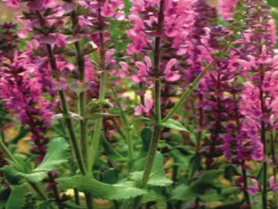 芳香鼠尾草種子