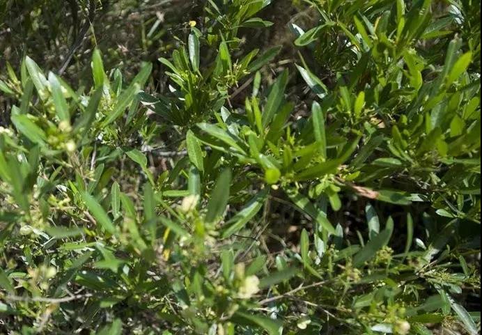 車桑子繁殖方式以及主要經(jīng)濟價值 車桑子繁殖方式以及主要經(jīng)濟價值