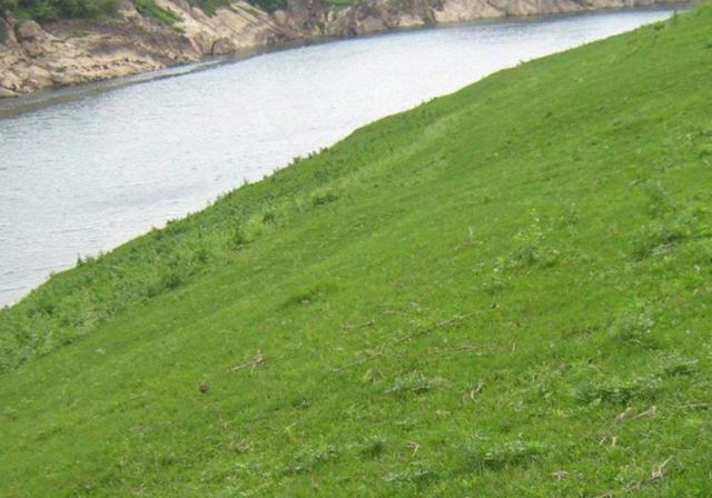 耐活堿草農作物,要知道它的生物特性,種植起來很簡單 耐活堿草農作物,要知道它的生物特性,種植起來很簡單