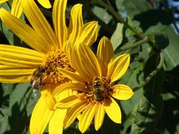 串葉松香草的營養價值以及栽培技術介紹