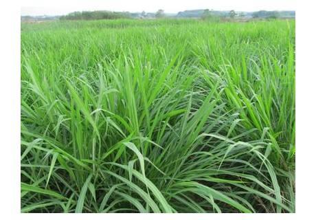 優質牧草墨西哥玉米草適合在哪里種植比較好 優質牧草墨西哥玉米草適合在哪里種植比較好